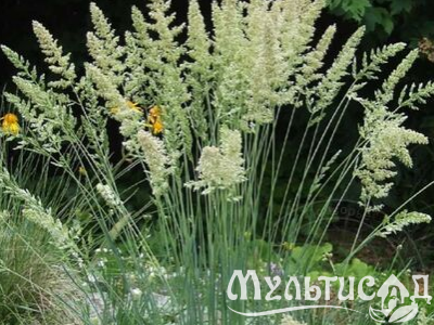 Креатив без названия (11)