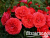 image_8165532_16130488 image_8165532_16130488