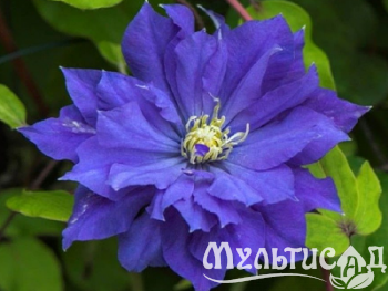 image_7681564_14920922