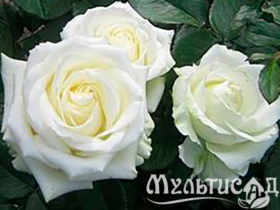 Дизайн без названия (4)