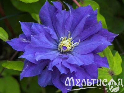 image_7681564_14920922