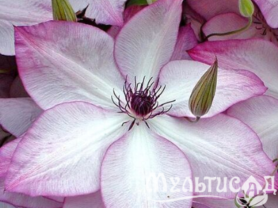 Креатив без названия (55)