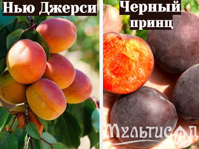 Ноябрьская (10)