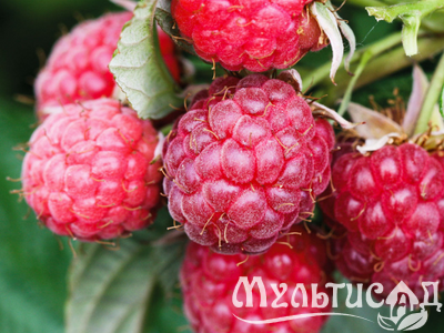 Дизайн без названия (15)