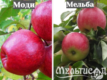Ноябрьская (32)
