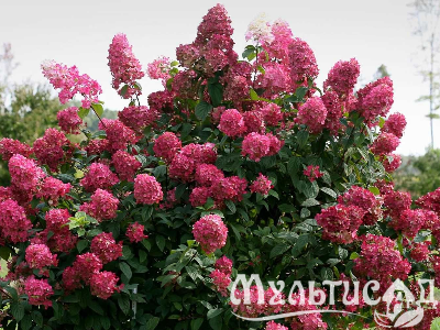 image_8165532_16177267