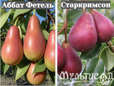 Ноябрьская (34)