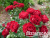 image_8165532_16142955 image_8165532_16142955