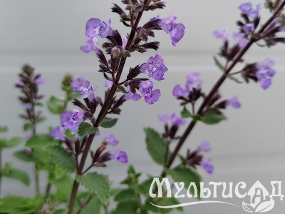 Туя (20)