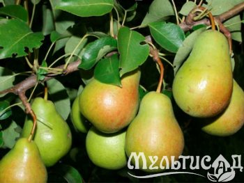 Дизайн без названия (5)