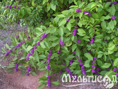 Туя (22)