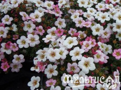 Креатив без названия (18)