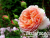image_8165532_16128904