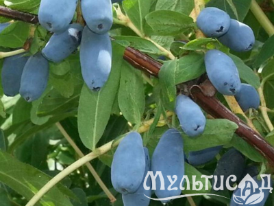 Дизайн без названия (16)