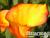 image_8096768_16086427 image_8096768_16086427