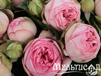 Креатив без названия (19)