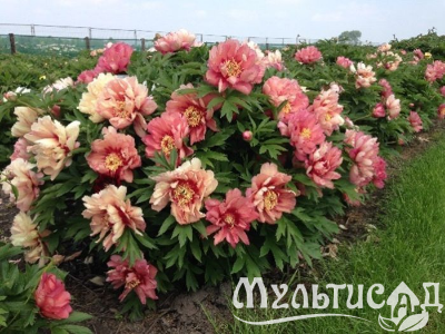 Креатив без названия (31)