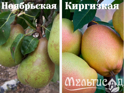 Ноябрьская (2)