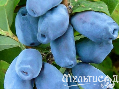 Дизайн без названия (17)