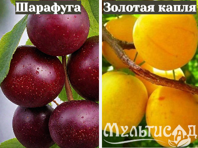 Ноябрьская (22)