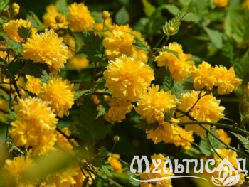 Морозостойкость до -23с (11)