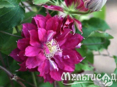image_7681564_14918793 (1)