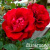 b92c145ec7ecd1b4220036e680c479d6 b92c145ec7ecd1b4220036e680c479d6