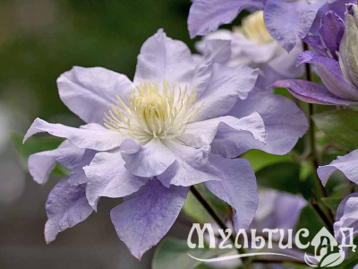 image_7681564_14920088