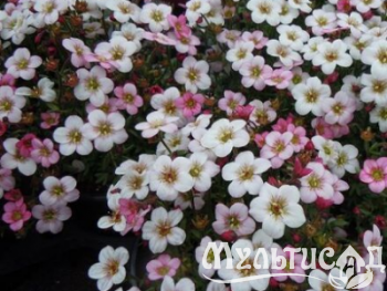 Креатив без названия (18)