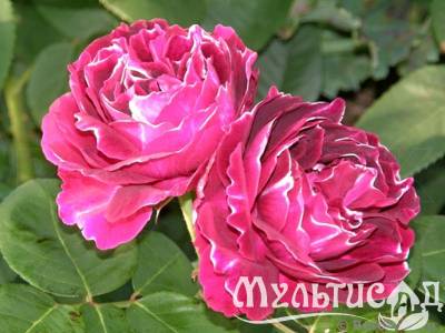 Дизайн без названия (11)