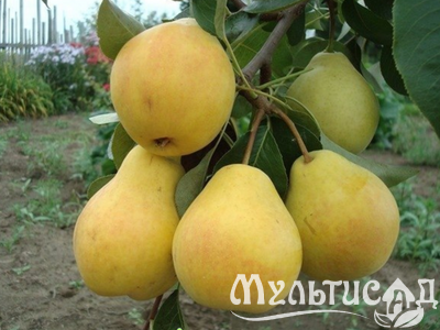 Дизайн без названия (25)