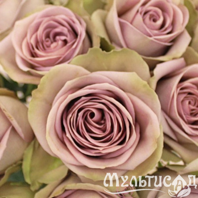 592b80f2d77a806680dfe26948b0820d