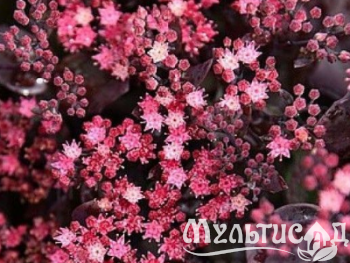 Креатив без названия (26)