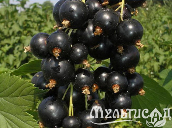 Картинка с сайта