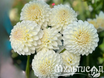 Креатив без названия (89)