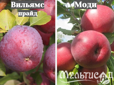 Ноябрьская (31)
