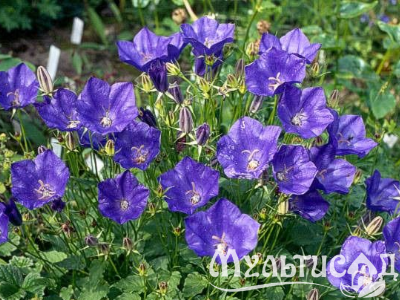 Креатив без названия (5)