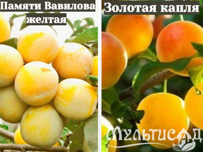 Ноябрьская (19)