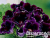 image_8096768_16082242