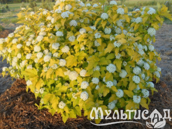 Креатив без названия (2)