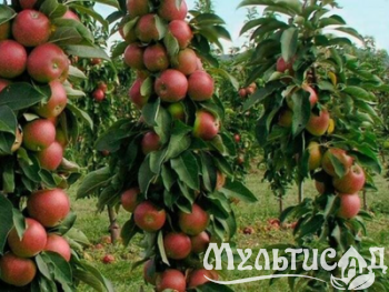 Дизайн без названия (11)