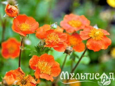 Туя - 2025-11-15T085840.490