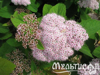 image_8165532_16177891