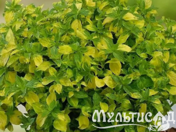 image_8255520_16833071