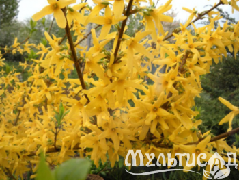 Дизайн без названия