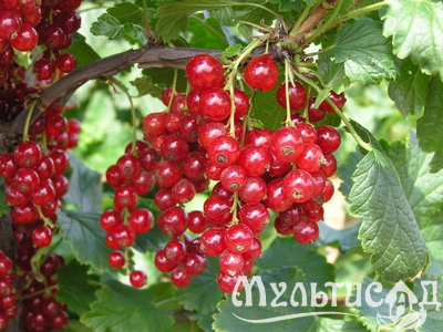 Дизайн без названия