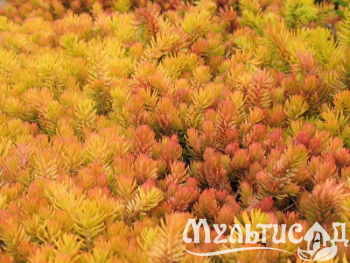 image_8165532_16201319