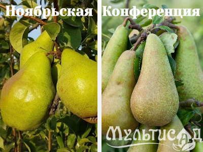 Ноябрьская