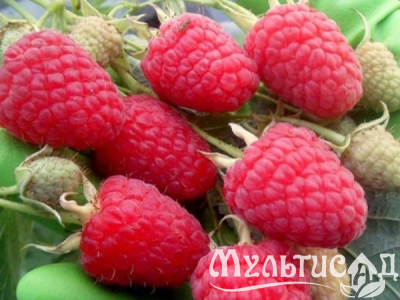Дизайн без названия (27)