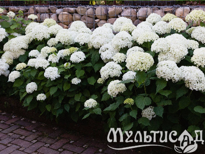 image_8165532_16175637